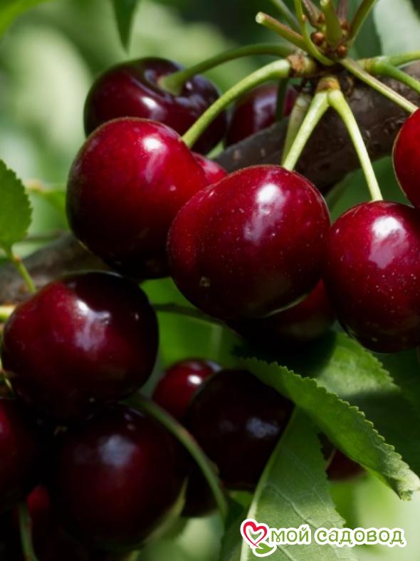 Вишня Эрди урожайная