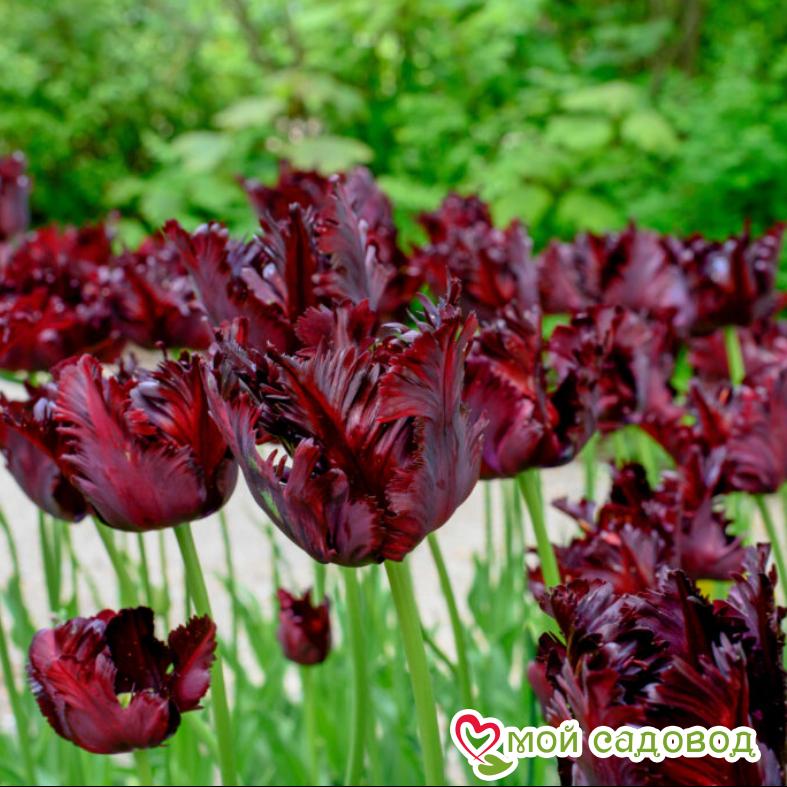Тюльпан попугайный Блэк Пэррот