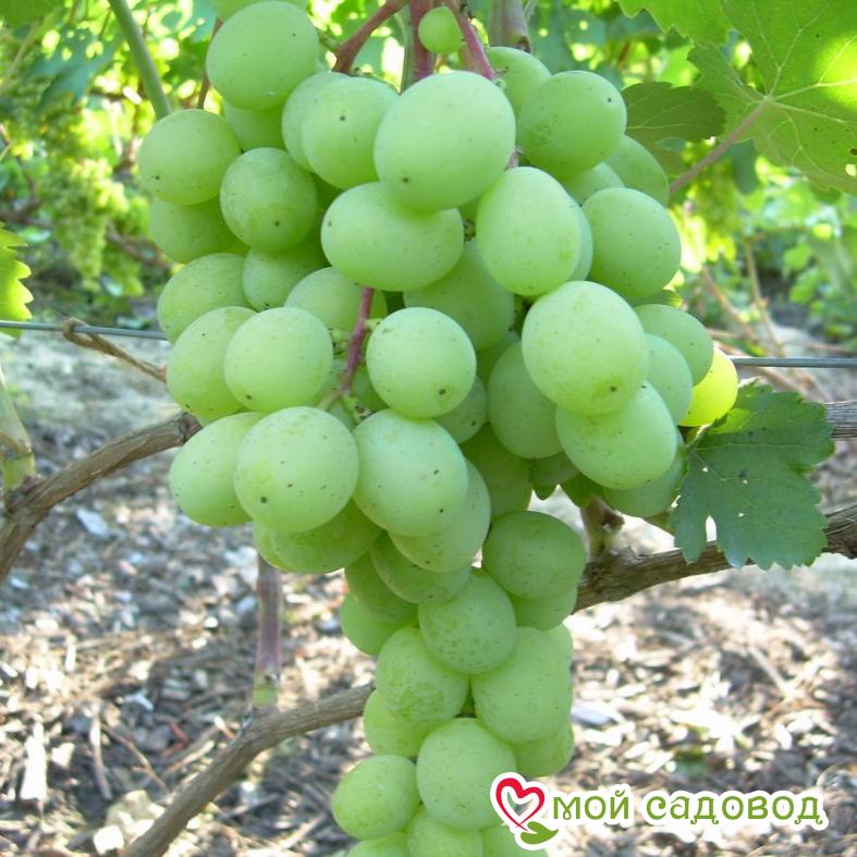 Виноград Алекса