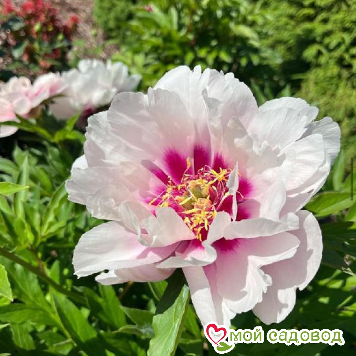 Пионы Кора Луиза