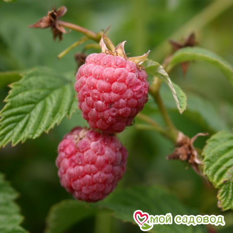 Малина Столичная ЗКС