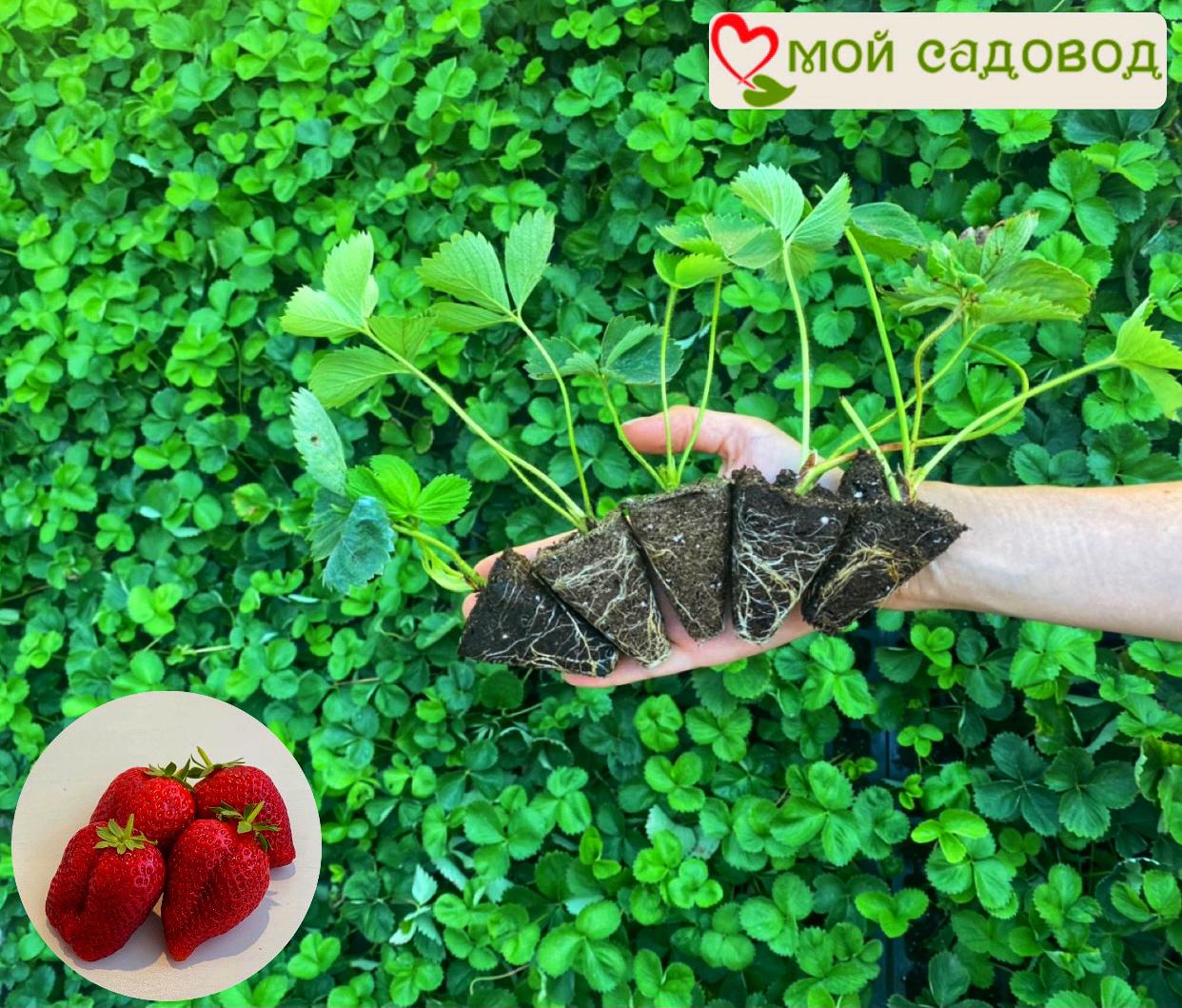 Клубника Диамант ремонтантная