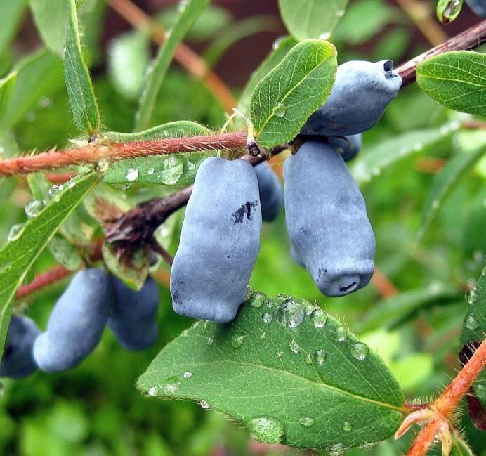 ЖИМОЛОСТЬ СЪЕДОБНАЯ БАКЧАРСКИЙ ВЕЛИКАН