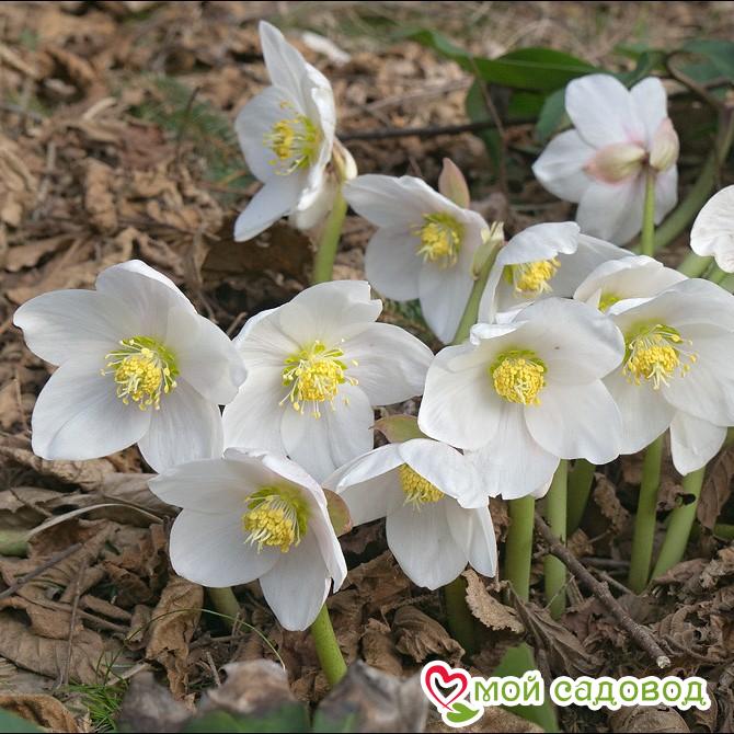 Морозник, комплект элит