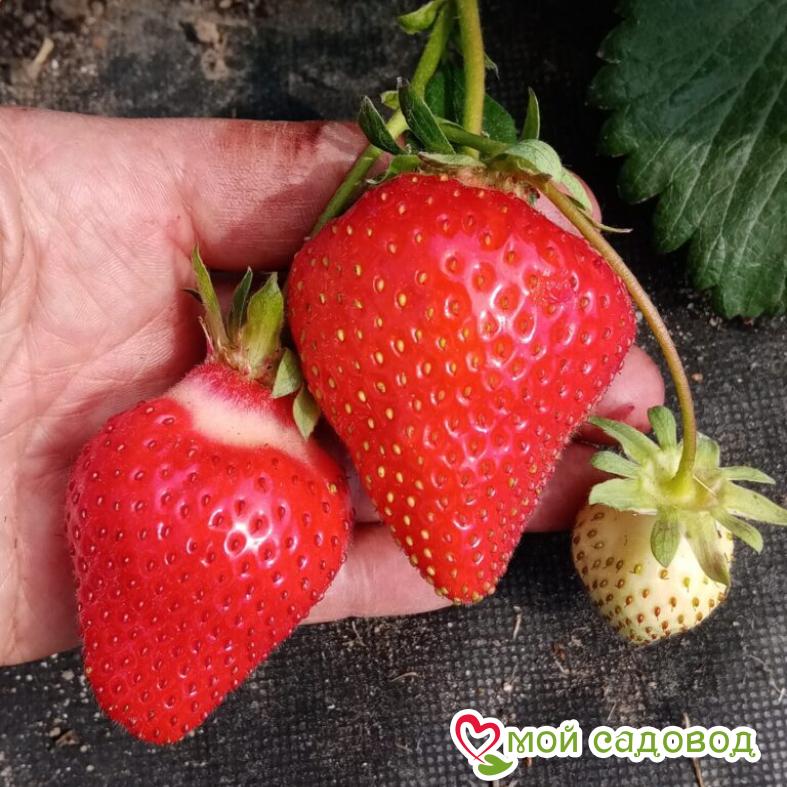 КЛУБНИКА Ремонтантная МУРАНО