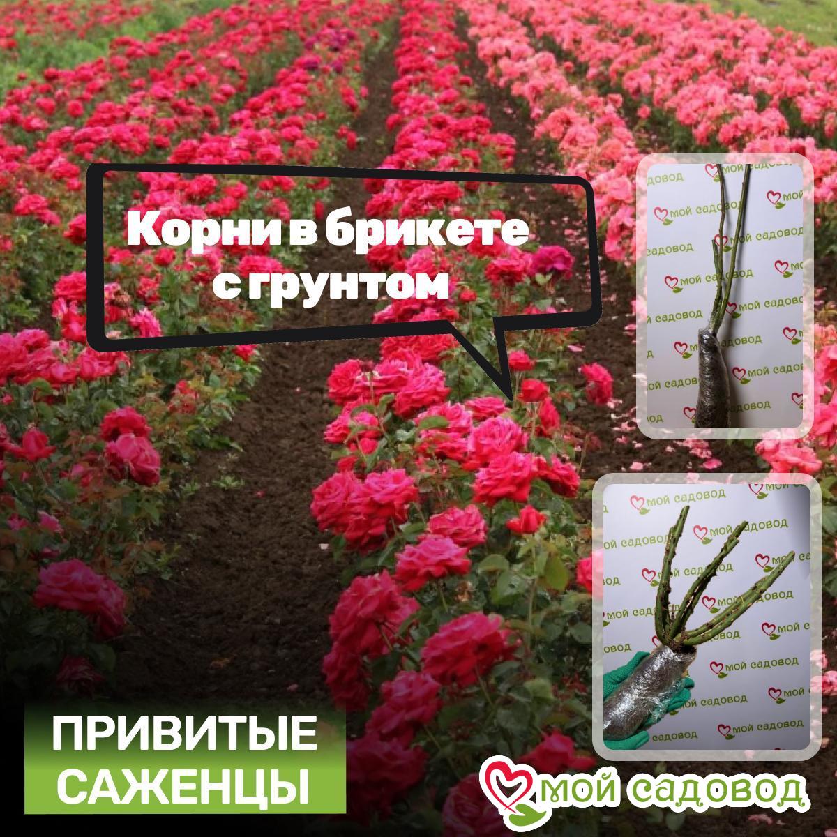 Роза плетистая Блю Деним